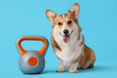 Mavi arka planda kettlebell olan şirin Corgi köpeği.