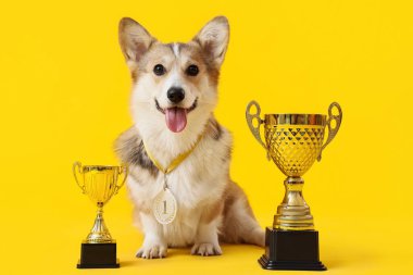 Sarı arka planda altın bardakları olan sevimli Corgi köpeği.