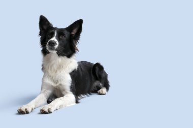 Gri arka planda yatan şirin Sınır Köpeği Collie