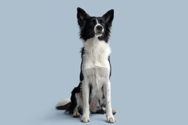 Gri arka planda oturan şirin Border Collie köpeği.