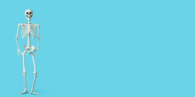 Mavi arkaplanda insan iskeleti ve metin için boşluk