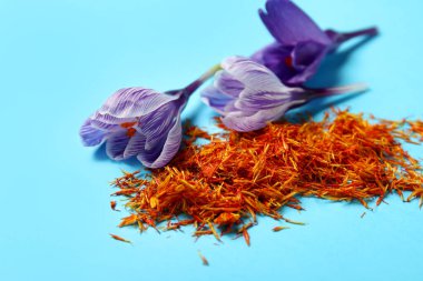Mavi arka planda kurumuş safran iplikler ve krokus çiçekleri yığını