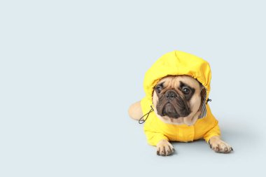Açık arkaplanda uzanan yağmurluk giymiş sevimli Fransız bulldog.