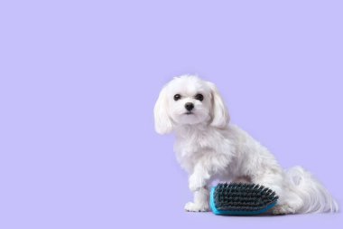 Leylak arka planını temizlemek için fırçası olan sevimli bir köpek.