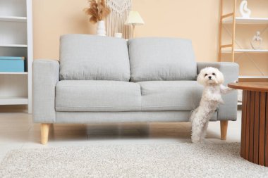 Şirin bir Malta köpeği ve şık bir oturma odasında ahşap bir masa.