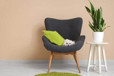 Oturma odasındaki koltukta sevimli Maltese köpeği.