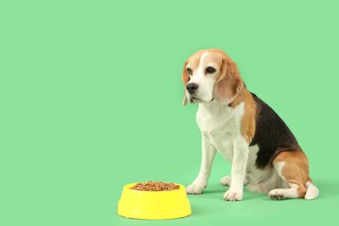 Tatlı av köpeği ve yeşil arka planda kuru yiyeceklerle dolu bir kase.