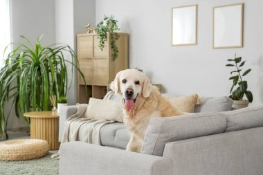 Evdeki kanepede oturan sevimli Labrador köpeği.