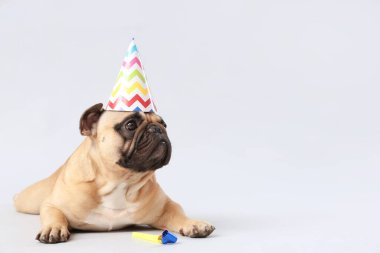 Gri arka planda ıslık çalan parti şapkalı şirin Fransız bulldog 'u.