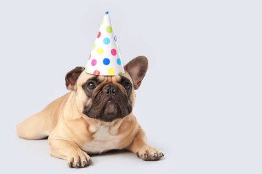 Gri arka planda parti şapkalı şirin Fransız bulldog 'u.