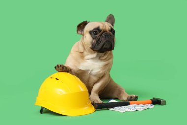 Yeşil arka planda müteahhit malzemeleri olan sevimli Fransız bulldog.