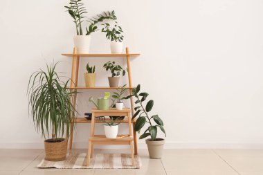 Tabureli raf ünitesi, bahçe aletleri ve ışık duvarının yanındaki bitkiler.