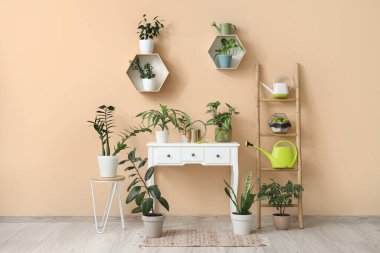 İçinde masa, yeşil bitkiler ve su bidonları olan bir oda.