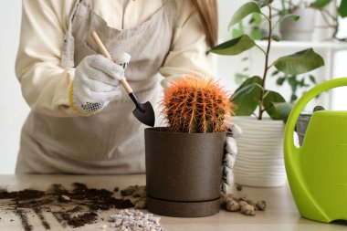 Bahçıvanlık malzemeleriyle evde kaktüs besleyen genç bir kadın.
