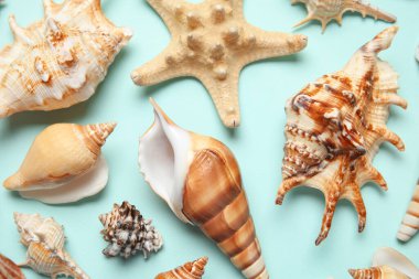 Turkuaz arka planda birçok farklı deniz kabuğu ve deniz yıldızı var.