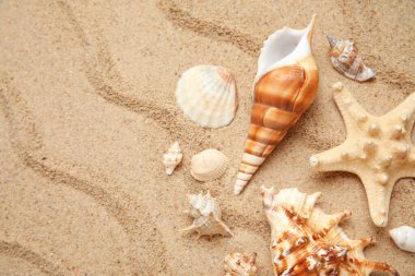 Birçok farklı deniz kabuğu ve kumdaki deniz yıldızı.