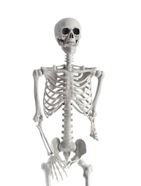 Beyaz arka planda izole edilmiş korkunç insan iskeleti.
