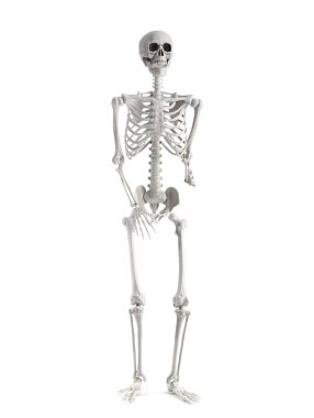 Beyaz arka planda izole edilmiş korkunç insan iskeleti.