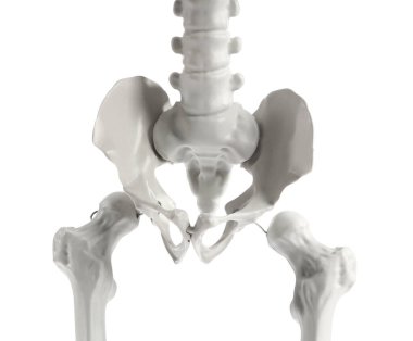 Beyaz arka planda izole edilmiş insan iskeletinin leğen kemiği.