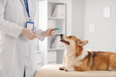 Veteriner parmak diş fırçasıyla veteriner kliniğinde şirin Corgi köpeğinin yanında.