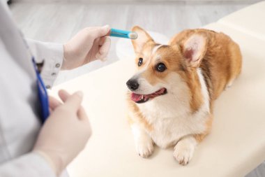 Veteriner parmak diş fırçasıyla veteriner kliniğinde şirin Corgi köpeğinin yanında.