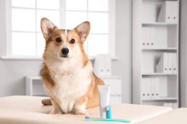 Diş fırçası ve diş macunuyla veteriner kliniğindeki masada oturan sevimli Corgi köpeği.
