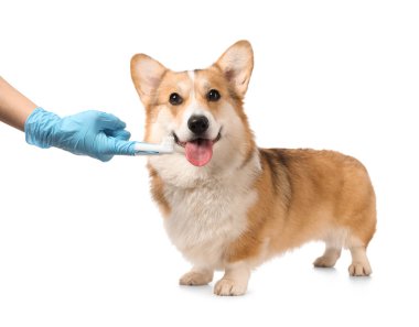 Beyaz arka planda şirin Corgi köpeğinin dişlerini fırçalayan veteriner.