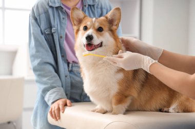 Veteriner, veteriner kliniğinde şirin Corgi köpeğinin dişlerini nasıl fırçalayacağını sahibine anlatıyor.
