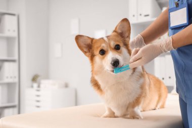 Veteriner veteriner veteriner veteriner kliniğinde şirin Corgi köpeğinin dişlerini fırçalıyor.