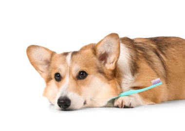 Beyaz arka planda diş fırçası olan şirin Corgi köpeği.