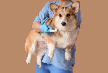 Parmak fırçalı veteriner. Bej arka planda şirin bir Corgi köpeği tutuyor.
