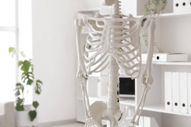 Hafif hastanede insan iskeleti modeli, yakın plan.