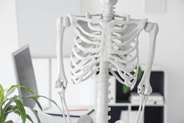 Hafif hastanede insan iskeleti modeli, yakın plan.