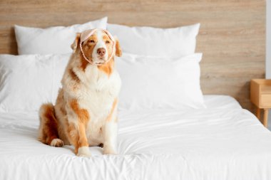 Yatak odasında, uyku maskeli şirin Avustralya çoban köpeği.