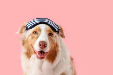 Pembe arka planda uyku maskesi olan şirin Avustralya çoban köpeği.