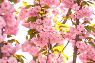 Güzel çiçekli sakura ağacı dalları açık havada.