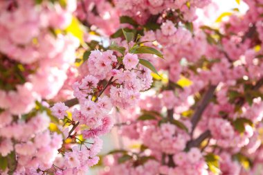 Güzel çiçekli sakura ağacı dalları açık havada.