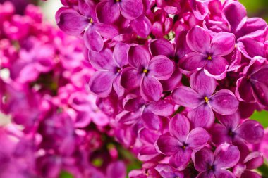 Açık havada güzel açan leylak ağacı, yakın plan.