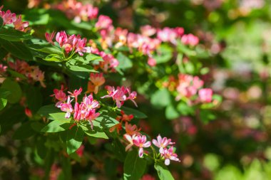 Güzel çiçek açan pembe çalılar açık havada hanımeli