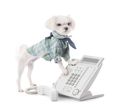 Beyaz arka planda telefonu olan Maltese köpeği.