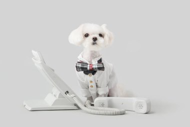 Maltese köpeğinin hafif bir geçmişi var.