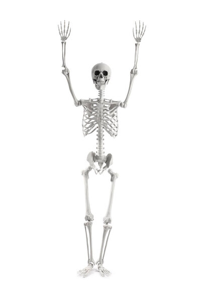 Страшный человеческий скелет с поднятыми руками на белом фоне