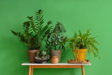 Yeşil duvarın yanındaki saksıda bitkiler var.