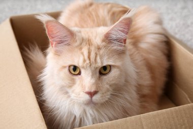 Şirin Maine Rakunu evde karton kutuda oturuyor, yakın plan.