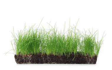 Beyaz arka planda taze yeşil buğday çimi olan toprak.