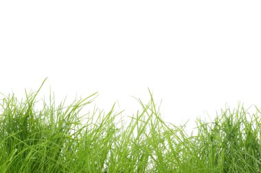 Beyaz arka planda yeşil taze buğday çimi