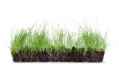 Beyaz arka planda taze yeşil buğday çimi olan toprak.