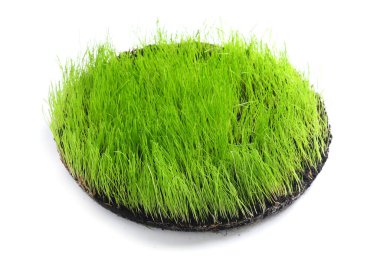 Beyaz arka planda taze yeşil buğday çimi olan toprak.