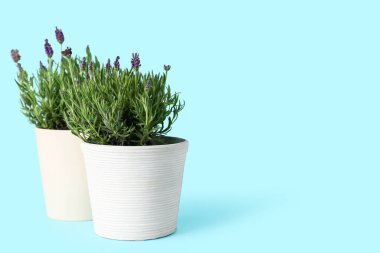 Mavi arka planda lavantalı tencereler