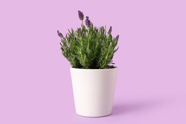 Eflatun arkaplanlı tencere